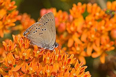 格斗游戏《侍魂：晓》将于明年增添回滚网络代码